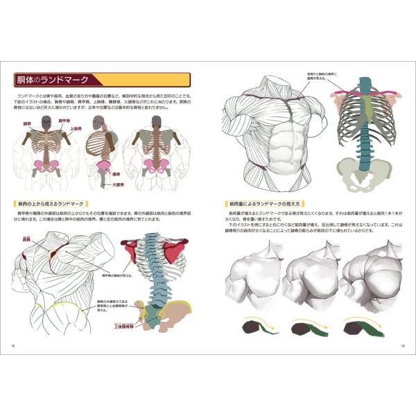 How To Draw Strong Muscles [Genkosha] - Nin-Nin-Game.com