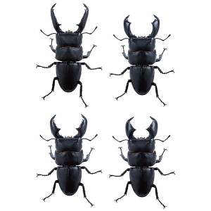 1/1 Giant Stag Beetle Figure Collection (4 Packs Box) [SO-TA]