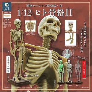 Museum Modeling Club Ichi: Human Skeleton Vol.2 1/12 (4 Packs Box) [SO-TA]