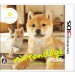 Nintendogs + Cats : Shiba Ver. [3DS]